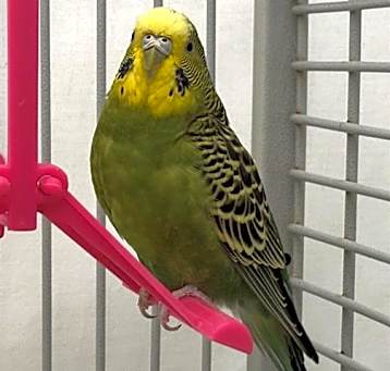 Photo of TEAL