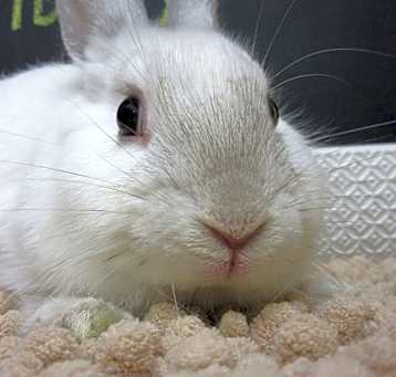 Photo of Libby