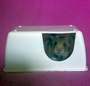 Photo of Squirt