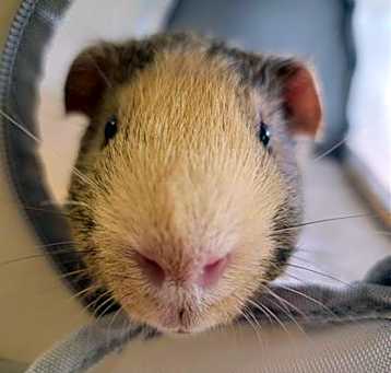 Photo of Brownie