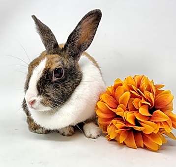 Photo of Tabitha Twitchit