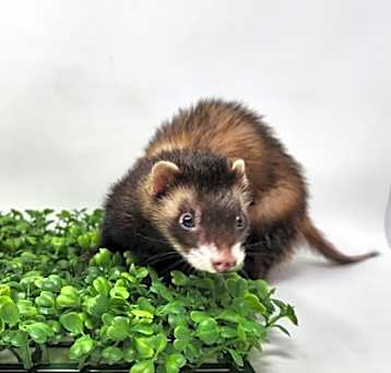 Photo of Maple