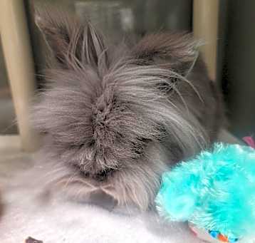Photo of WAFFLES