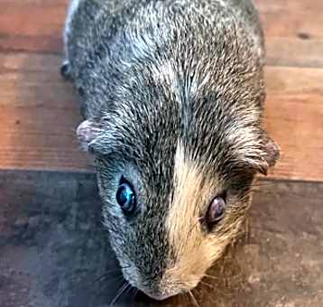 Photo of Zucchini