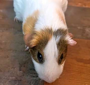 Photo of Pickles