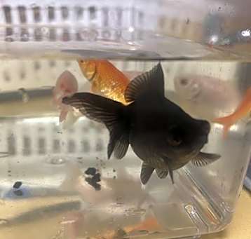 Photo of FISH 2