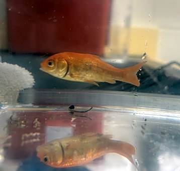 Photo of FISH 1