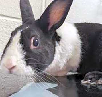 Photo of Oreo