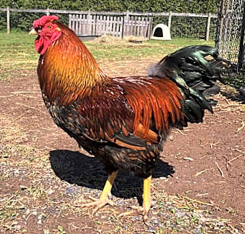Photo of Harold