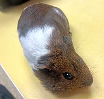 Photo of COCONUT