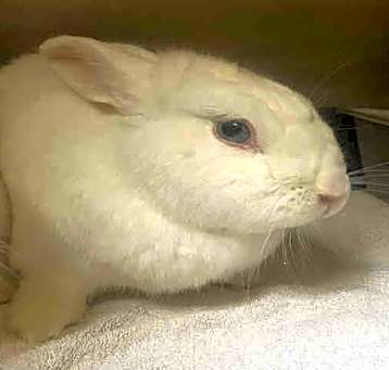 Photo of MARSHMALLOW