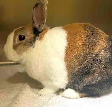 Photo of COOKIE