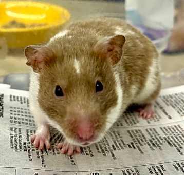 Photo of Hammie