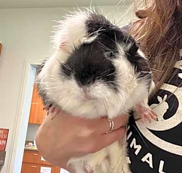 Photo of LUNA