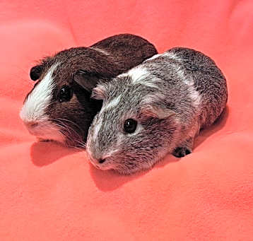Photo of Buffy the Veggie Slayer and Drusilla