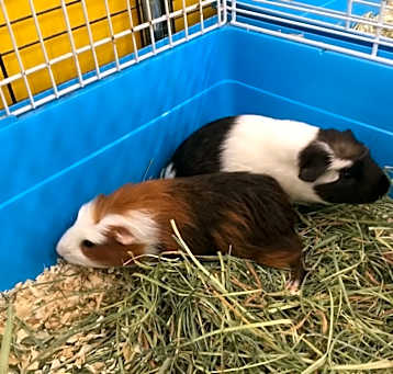 Photo of Cucoamanuno ( lives with Catrion)