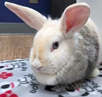 Photo of Tinsel