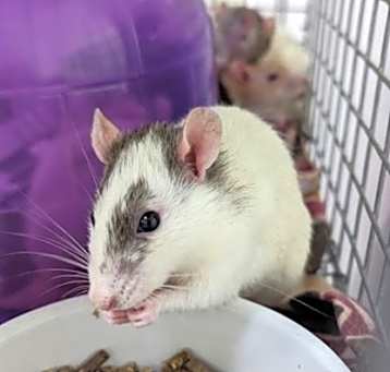 Photo of Radish