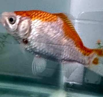 Photo of Vex
