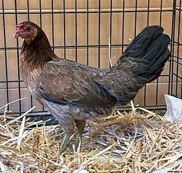 Photo of Hazel