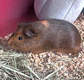 Photo of Ruby