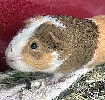 Photo of Butterscotch