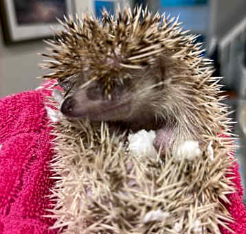 Photo of Sugar
