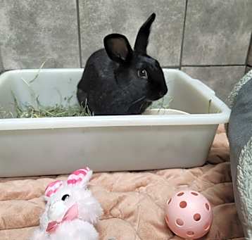 Photo of HERSHEY
