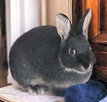 Photo of Birdie (bonded to Dexter)
