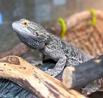 Photo of Draco