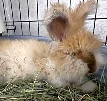 Photo of Chop