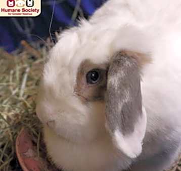 Photo of Thumper