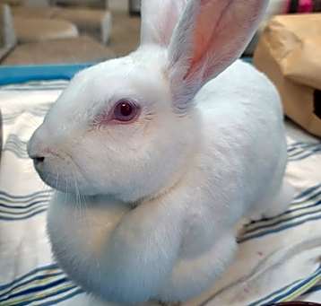 Photo of Hazel