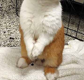 Photo of Carrot Cake