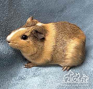 Photo of BUTTERCUP