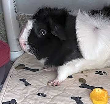 Photo of Oreo
