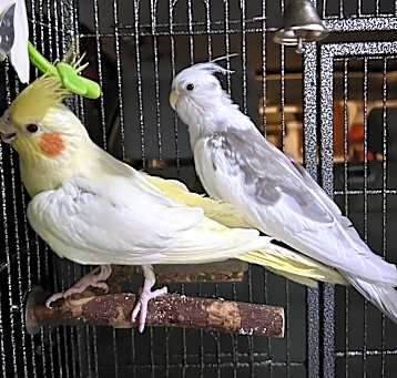 Photo of Shiru & Sunshine