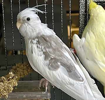 Photo of Shiru & Sunshine