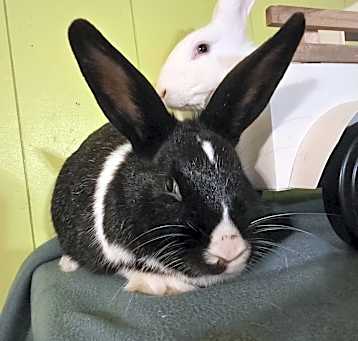 Photo of Waffles