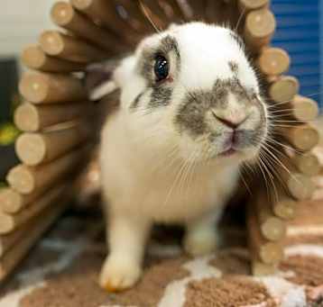 Photo of Penny