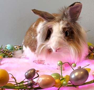Photo of Coco