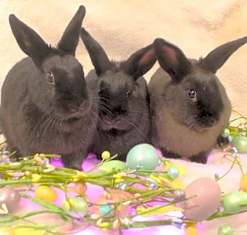 Photo of Marlow, Magnolia & Maple