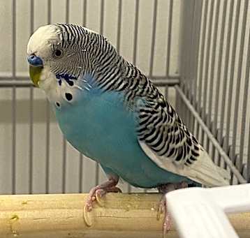 Photo of Cassidy (companion To Olive)