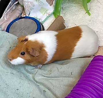 Photo of Cleo