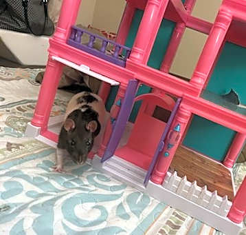 Photo of Buster and Beans