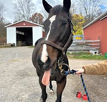 Photo of Bisa - Starship Sparkle