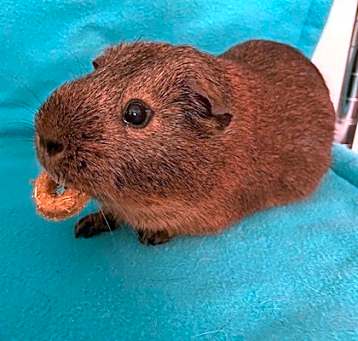Photo of Bentley