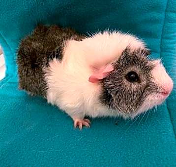 Photo of Bandit