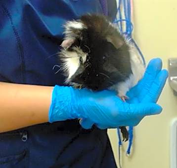 Photo of STINKER