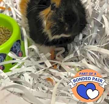 Photo of Pepi the Second